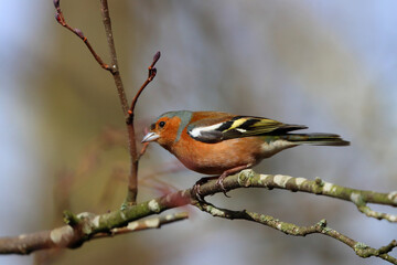 Chaffinch perched on a branch on a sunny spring day, County Durham, England, UK. 