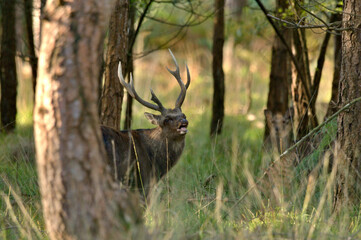 Fototapeta premium Sika Deer Calling (Cervus nippon)