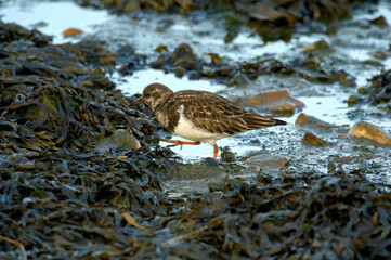 Ruddy Turnstone (Arenaria interpres)