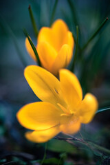 Spring yellow flowering crocus, the first flowers of spring