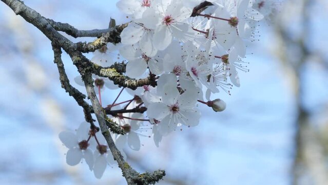 Magnifiques branches d'arbre en fleurs au printemps. Gros plan