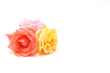 ピンクとオレンジ色と黄色の薔薇の花首 