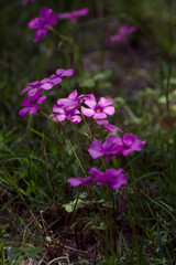 flowers in the garden
