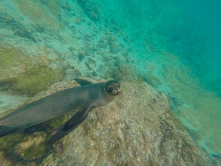 Fototapeta premium Sea lion swimming and playing around Isla Isabela, Galapagos.