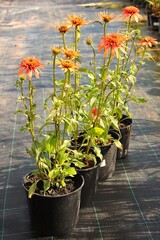 flowers in a garden