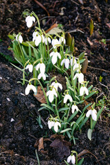 The first beautiful white snowdrops in early spring in the spring forest.