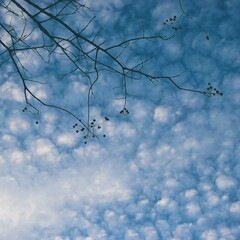 puffy white clouds on blue sky with branch and room for text