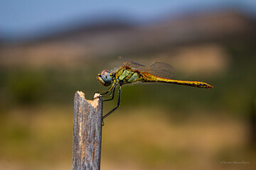 Libélula posando en tronco