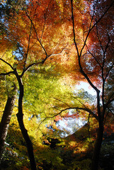 秋の彩り　葉模様