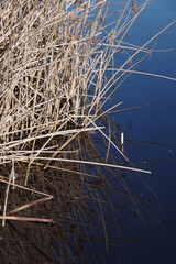 Dry reed plants and their reflections on the water surface of a lake