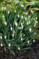 The first beautiful white snowdrops in early spring in the spring forest.