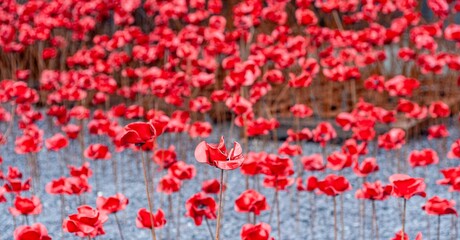 Artificial Poppies for Poppy Day