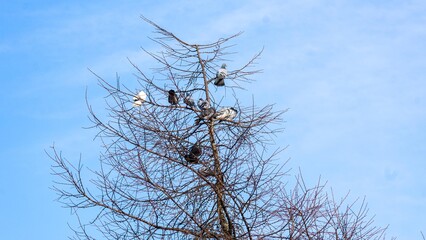 birds on a tree
