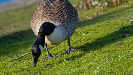 Naklejka na ściany i meble Canada goose - a species of large bird from the subfamily of geese