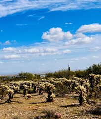 Cactus convention in the desert