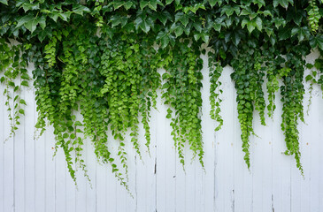 Green apple vines growing over a white washed wooden fence © Jorge Moro