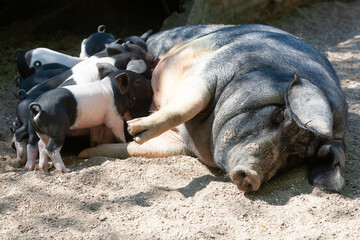 Das Schwäbisch-Hällische Landschwein, eine Kreuzung von chinesischen Maskenschweinen mit...