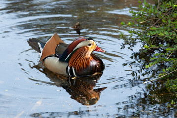 The mandarin duck´s preferred habitat is inland waterways surrounded by forest