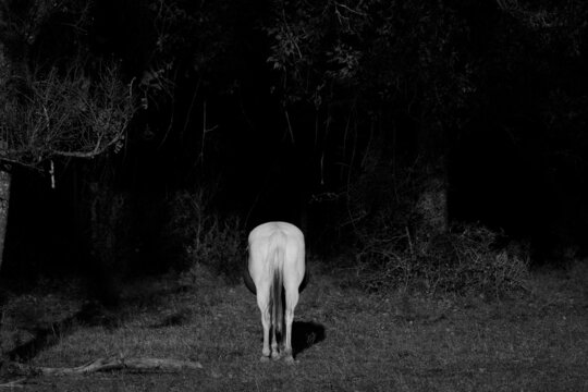 Paint Horse Tail And Butt Isolated On Background While Grazing In Farm Field.