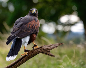 UK, Yorkshire, February 2020: Harris Hawk in captivity perched on a branch