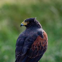 UK, Yorkshire, February 2020:Close up portrait of a Harris Hawk