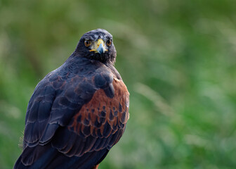 UK, Yorkshire, February 2020:Close up portrait of a Harris Hawk