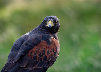 UK, Yorkshire, February 2020:Close up portrait of a Harris Hawk
