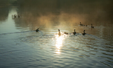 Dzikie kaczki pływające po jeziorze o wschodzie słońca. Słońce odbijające się w wodzie, spokojny poranek, cisza i spokój dookoła.