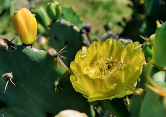 Abelha-europeia ou abelha-alemã, espécie social também chamada abelha-de-mel. Essa em linda flor...