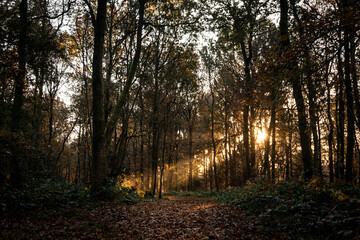 Beautiful autumnal forest landscape with mornig sun beams coming through the trees. Moody sunrise in woodland covered with fallen golden leafes in autumn season.