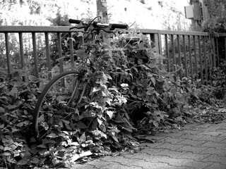 Fahrrad im Busch schwarz weiß