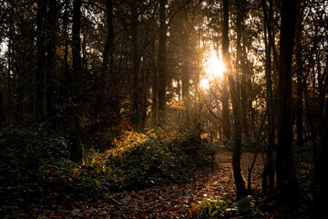 Naklejka premium Beautiful autumnal forest landscape with mornig sun beams coming through the trees. Moody sunrise in woodland covered with fallen golden leafes in autumn season.