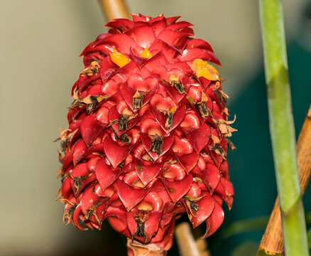 
Linda planta da família dos Costaceae, muito grande e vermelha, em meio a jardim cercado, no quintal de sítio em Esmeraldas.