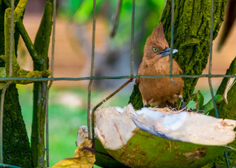 O Casaca-de-couro, característica pelo seu grande topete é uma ave endêmica da caatinga em tudo o nordeste brasileiro, esse em uma, cerca comendo coco na orla da praia localizadas em Trancoso, Bahia.
