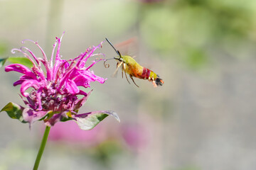 Clearwing hummingbird moth (hawk moth) pollinates purple bee balm flower in Maine summer garden