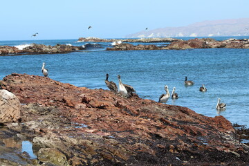 cigüeña