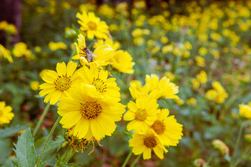 been and yellow flowers