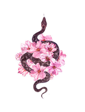 Snake and cherry blossom flowers. Watercolor pink blooming plants bouquet and wild reptile