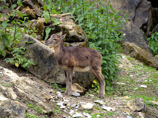 Steinbock junges