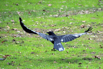 Kräe im Flug