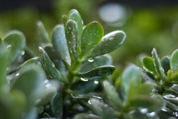 Jade o flor de la fortuna, familia de las suculentas y aca con el rocío después de la lluvia
