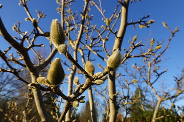 Star magnolias are a deciduous species that also bloom in spring.