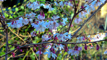Weiße Blüten
