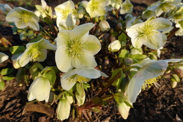 Christmas rose hellebore is an evergreen plant which produces glossy foliage, even during winter.