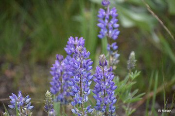 lupine