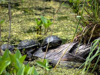 Schildkröten im Teich