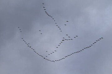 Flock of Geese in a Cloudy Sky