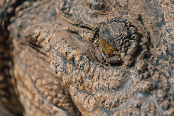 Close-up of alligator's eye. Close-up of a live alligator's eye.