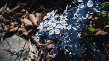 Plumbago
