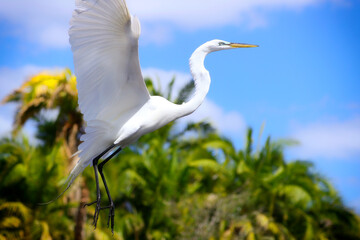 White Egret Heron Florida Snowy White